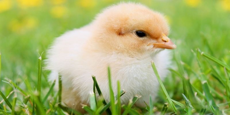 Giải mã ý nghĩa giấc mơ thấy gà con qua các tình huống